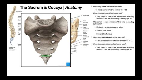 Anatomy Of The Sacrum And Coccyx Other Relevant Structures Youtube
