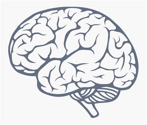 Brain Png Image Simple Brain Drawing Free Transparent Clipart