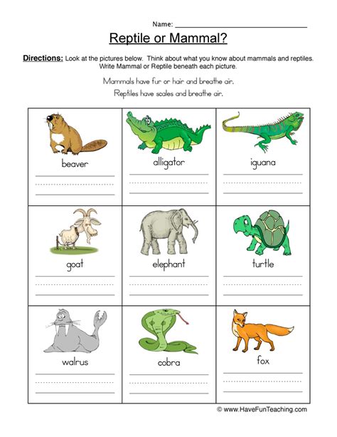 Mammal Vs Reptile Pictures Worksheet By Teach Simple