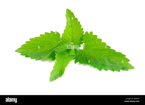 Green Fresh Mint Stock Photo Alamy