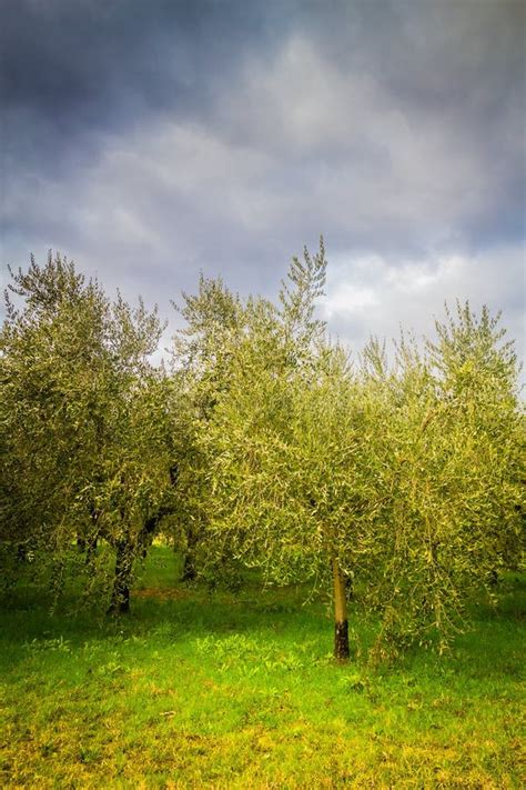 Olive Trees In Tuscany Stock Photo Image Of Environment 39296894