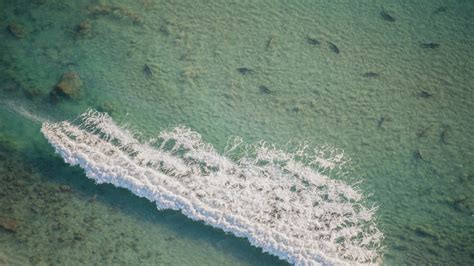 Watch Thousands Of Sharks Swarm Together Along The Florida Coastline