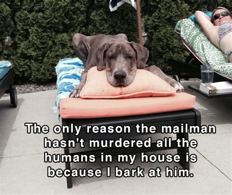 Hilarious Thoughts That Dogs Have In The Shower 18 Pics
