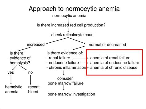 Normocytic Anemia Workup