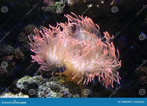 Underwater Pink Anemone Stock Photo Image Of Exotic 15604304