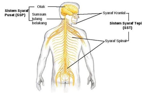 Pengertian Dan Fungsi Susunan Sistem Saraf Pada Manus Vrogue Co