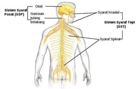 Sistem saraf pada manusia tersusun atas jaringan saraf. Sistem Saraf Pada Manusia Beserta Fungsi dan Gambar Sel