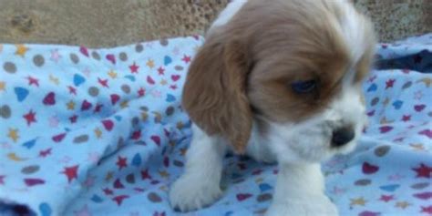 Purebred aca registered cocker spaniel puppies for sale in cumberland, va, usa. Cocker Spaniel Puppy for Sale - Adoption, Rescue | Cocker Spaniel Puppy Adoption in Myerstown PA ...