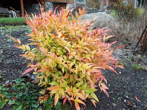 Photo Of The Entire Plant Of Heavenly Bamboo Nandina Domestica Moon