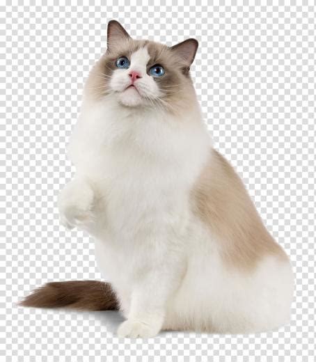 Free Download Picture Of A Ragdoll Cat In White Background Watercolor