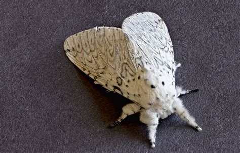 Papillon De Nuit Lhermine Photo Et Image Macro Nature Macro Divers