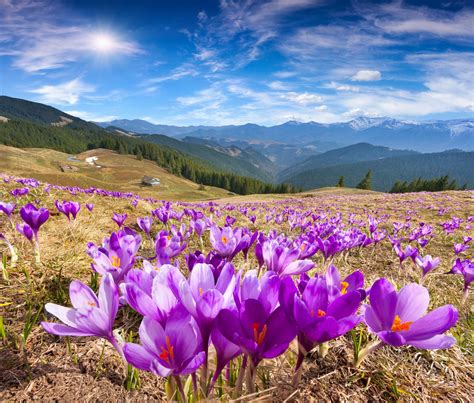 Nature Landscape Mountain Spring Meadows Flower Crocus Sky