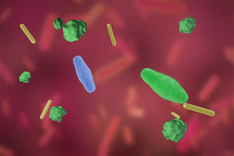 Probiotic Bacteria Evolve Inside Mices Gi Tracts Washington