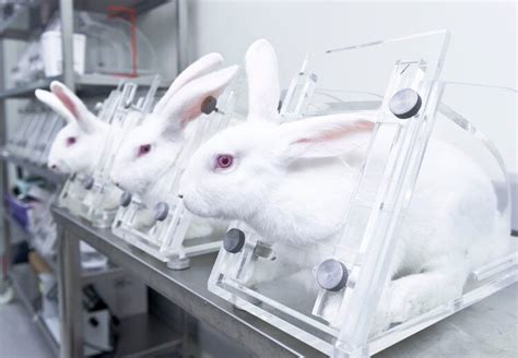 20 Animal Testing Statistics You Need To Know In 2023 Pet Keen