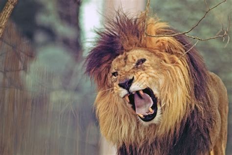 Ferocious Lion Eric Kilby Flickr