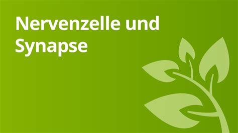 Wie ist die nervenzelle aufgebaut? Biologie: Aufbau der Nervenzelle | Biologie | Mensch - YouTube