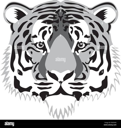 Tiger Head Stock Vector Images Alamy