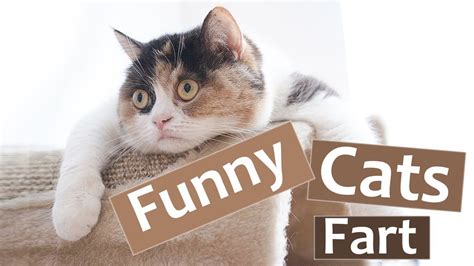 Funny Cats Farting Compilation Try Not To Laugh Youtube