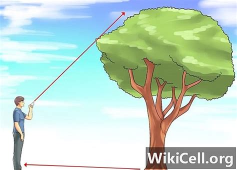 วิธีการวัดความสูงของต้นไม้ - ให้คำแนะนำแก่ - 2020