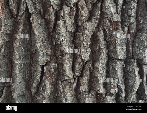 Close Up Of An Oak Trees Bark Stock Photo Alamy