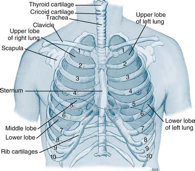 The final two pairs of ribs are floating ribs and the cartilage of these ribs tends to end ibrahim, af and darwish: Respiratory Assessment and Monitoring | Nurse Key