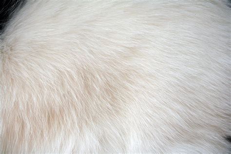 Free Photo White Fur Animal Cat Fur Free Download Jooinn