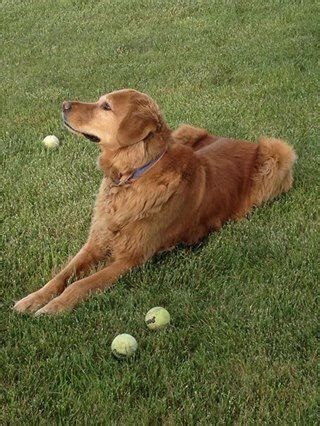 Your vet can quickly and easily make sure that there is nothing wrong. Jake watching balls drop | Golden retriever, Retriever, Ball drop