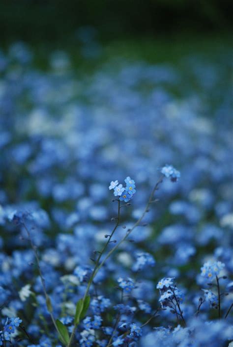 25 Perfect Flower Wallpaper Aesthetic Blue You Can Get It Free