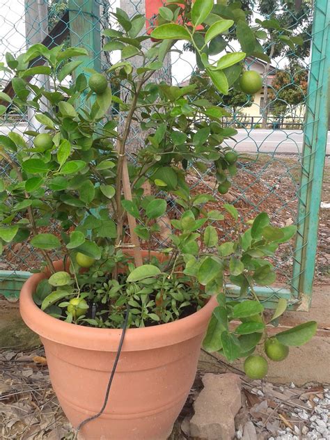 Bajamilagro #kebunbandar #baja durian belanda pun boleh tanam dalam pasu tau! Mencari Keberkatan Melalui Pertanian: Tanam Dalam Pasu ...