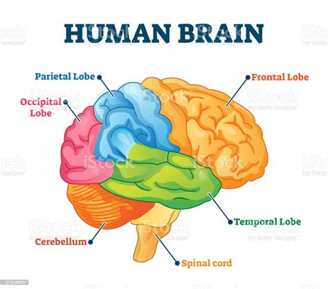 Human Brain Vector Illustration Labeled Anatomical Educational Parts