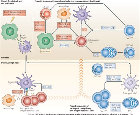 Immune Cell Crosstalk In Type 1 Diabetes Semantic Scholar
