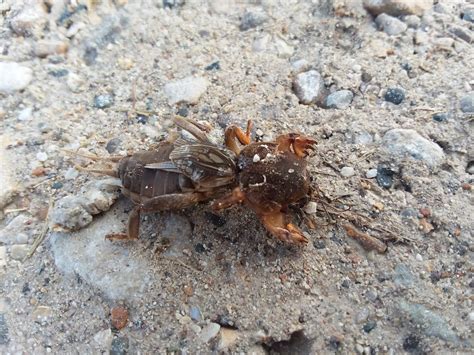 Murray And Candaces Adventures Mole Cricket