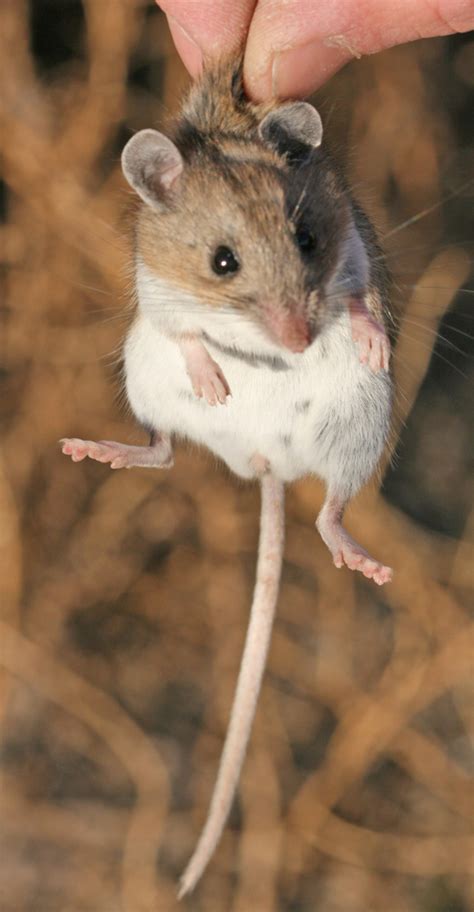 Deer Mouse Mammals Of The American River Parkway · Naturalista Mexico