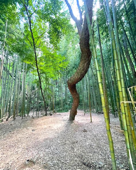 Hiking The Bamboo Forest In Atlanta — Globetrottercurls