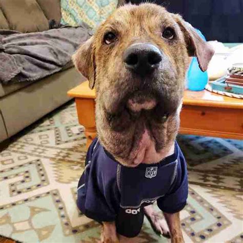 Any swelling of a dog's face and neck should be evaluated by the vet to play it safe. Dog With Swollen Head Had Shoelace Tied Around His Neck ...
