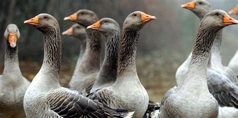 Die bekannteste für menschen relevante form ist a/h5n1. Warum sich Menschen mit Vogelgrippe anstecken | aponet.de