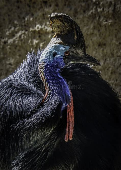 Cassowary Flightless Bird Stock Images Download 591 Royalty Free Photos