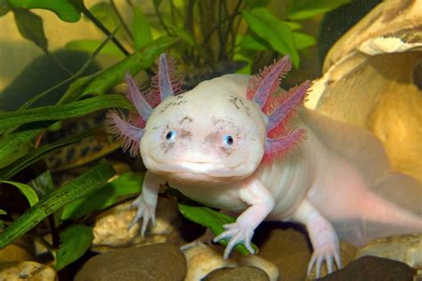 How Much Does An Axolotl Cost Breakdown Of Expenses