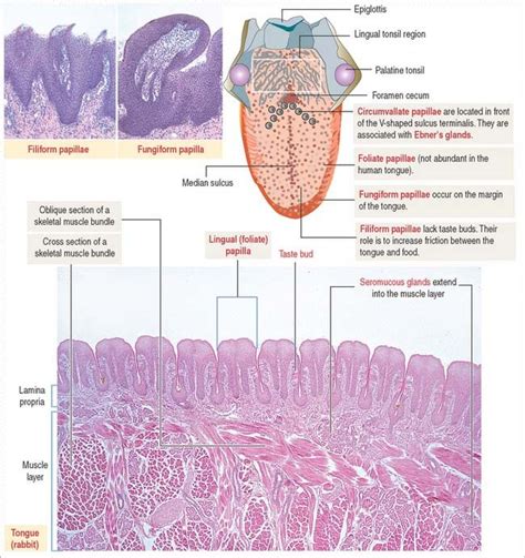 Pin By Felicia On Histology Medical Anatomy Medical Laboratory