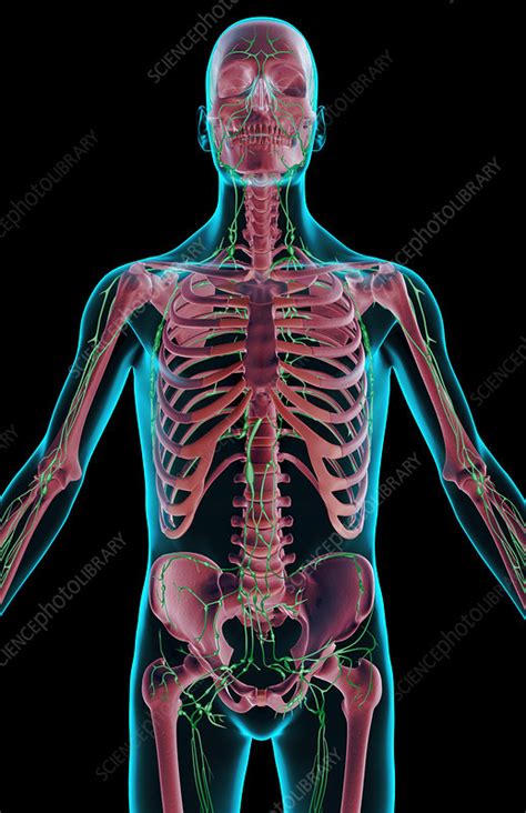 The Lymph Supply Of The Upper Body Stock Image F0019019 Science