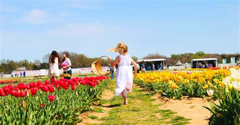 Visit The Pilot Point Texas Tulips Pick Your Own Tulips 2023 Life On