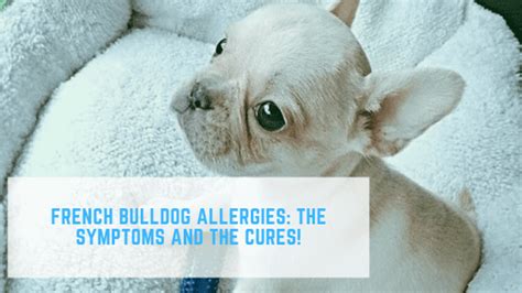 French Bulldog Allergies The Symptoms And The Cures