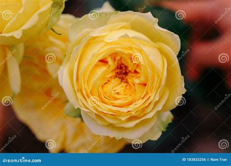 Close Up Of Yellow Rose With Petals Softened On Blur Nature Background