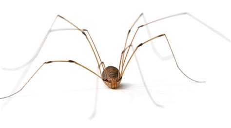 Actually, i just learned that actual name today. Daddy Long Legs Likes It When You Call Him That - The Sack ...