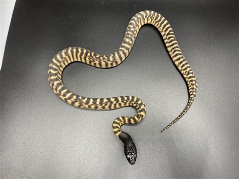 Available Black Headed Pythons — Zion Hill Exotics