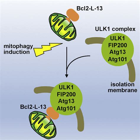 A Mammalian Mitophagy Receptor Bcl L Recruits The Ulk Complex To