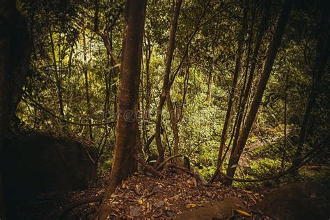 Nature Rain Forest Tropical Rainforest Landscape Malaysia Asia
