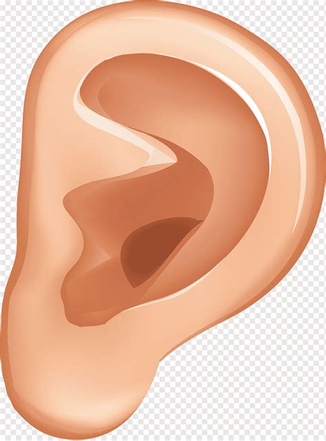 Ear Auricle Animation Ear Material Orange People Happy Birthday