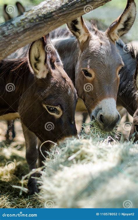 Sicilian Donkeys Eating Hay In Barnyard Royalty Free Stock Photo