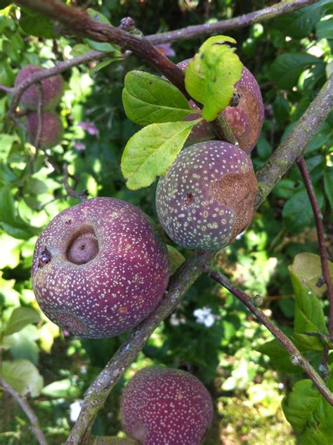 Strange Fruit That Grows On A Tree In Our Back Garden For 15 Years We